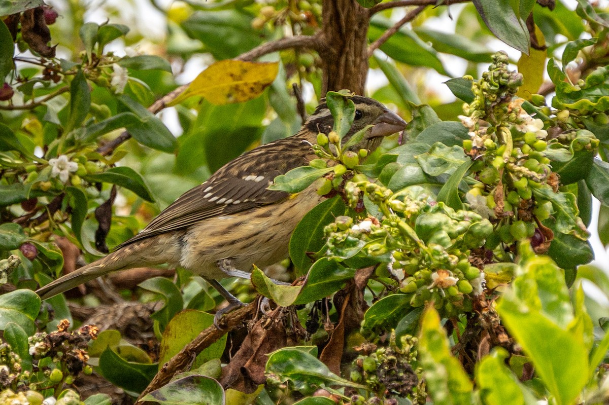 Black-headed Grosbeak - ML639082756