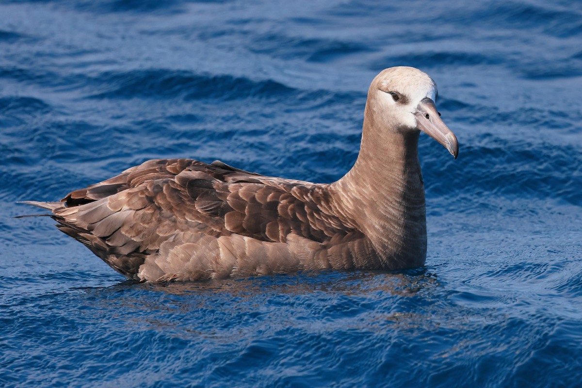 Black-footed Albatross - ML639082757