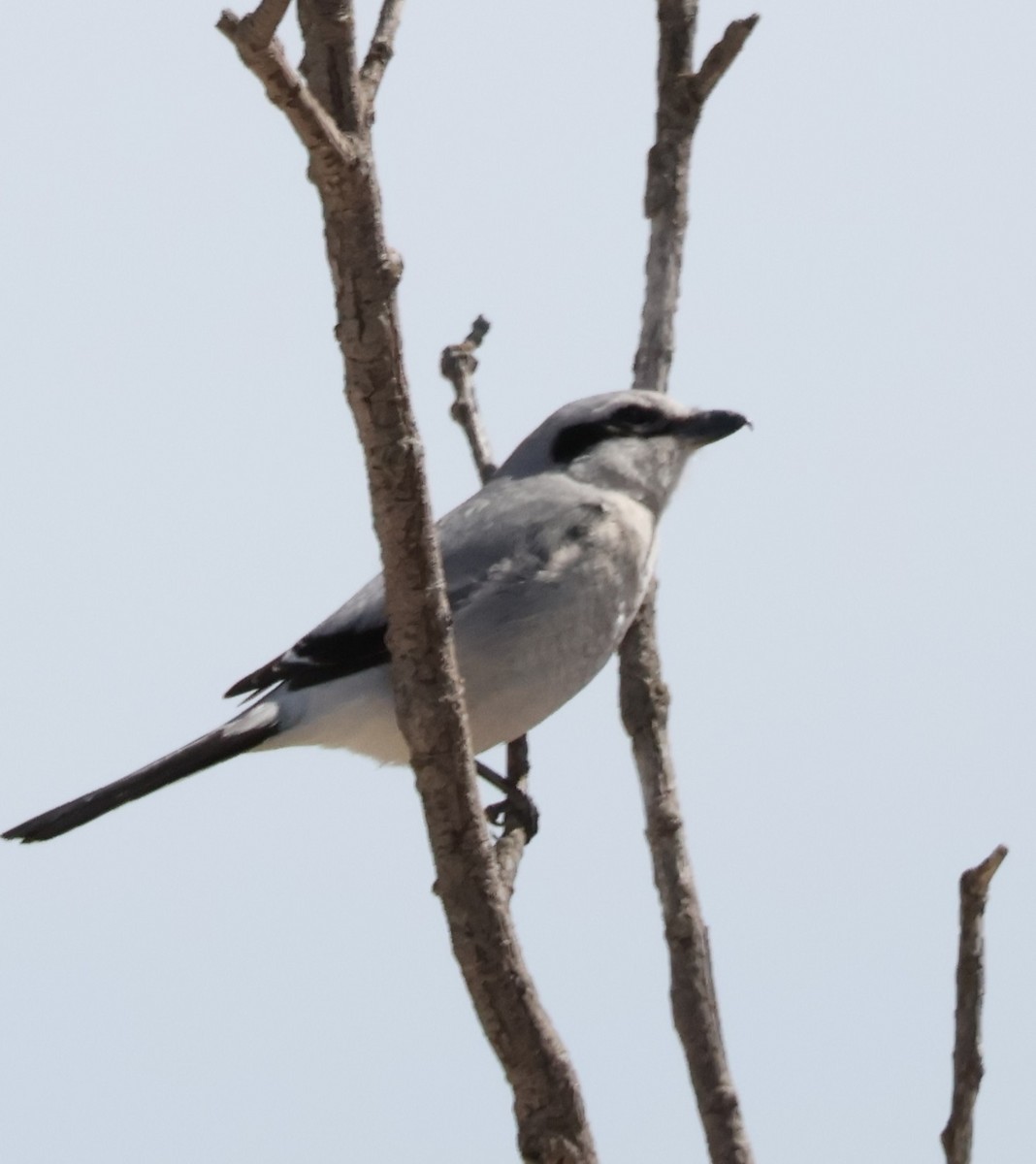 Alcaudón Boreal - ML639082770