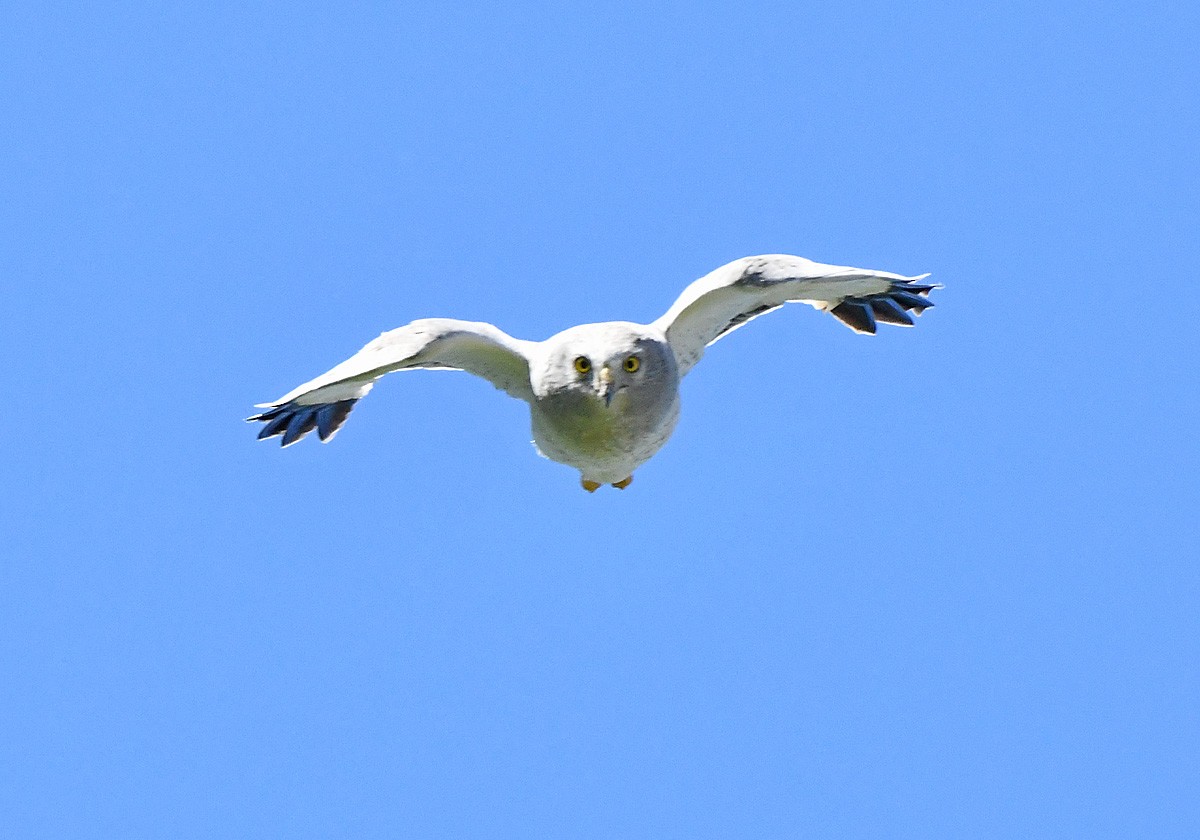 Aguilucho de Hudson - ML639082779