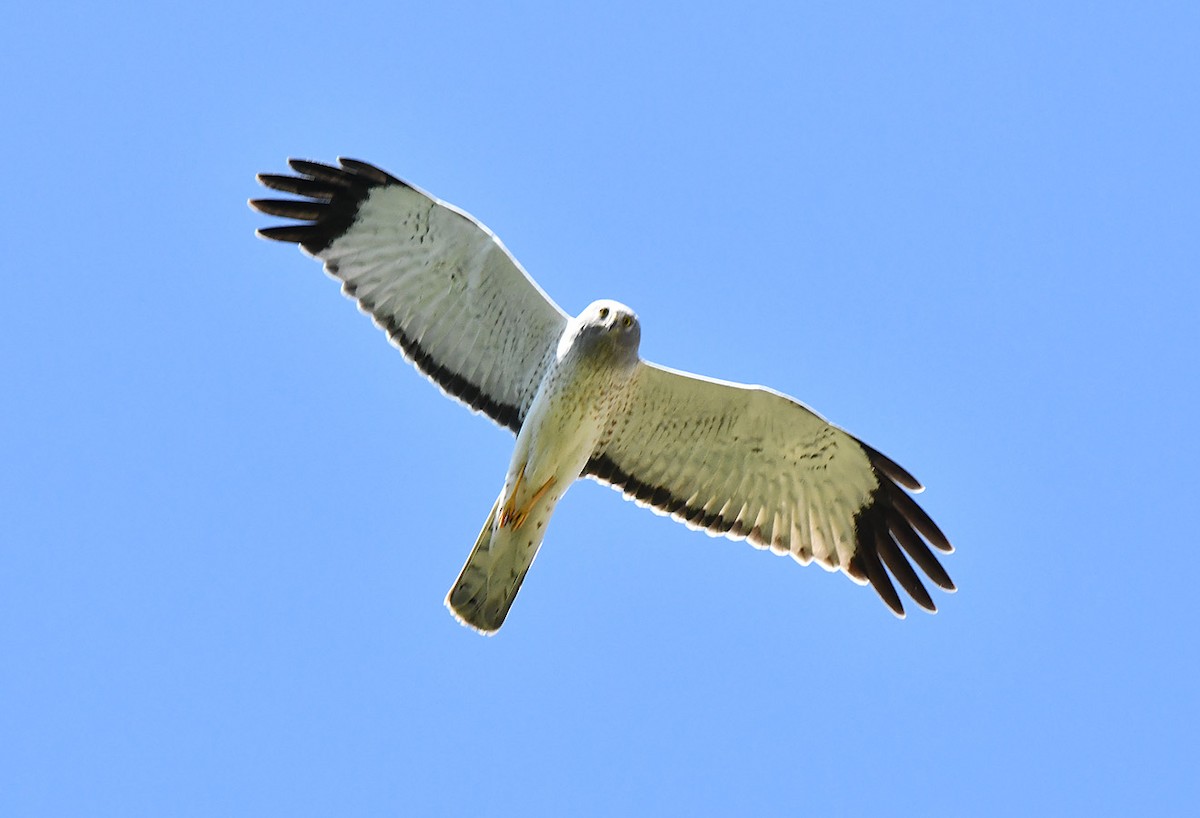Aguilucho de Hudson - ML639082785