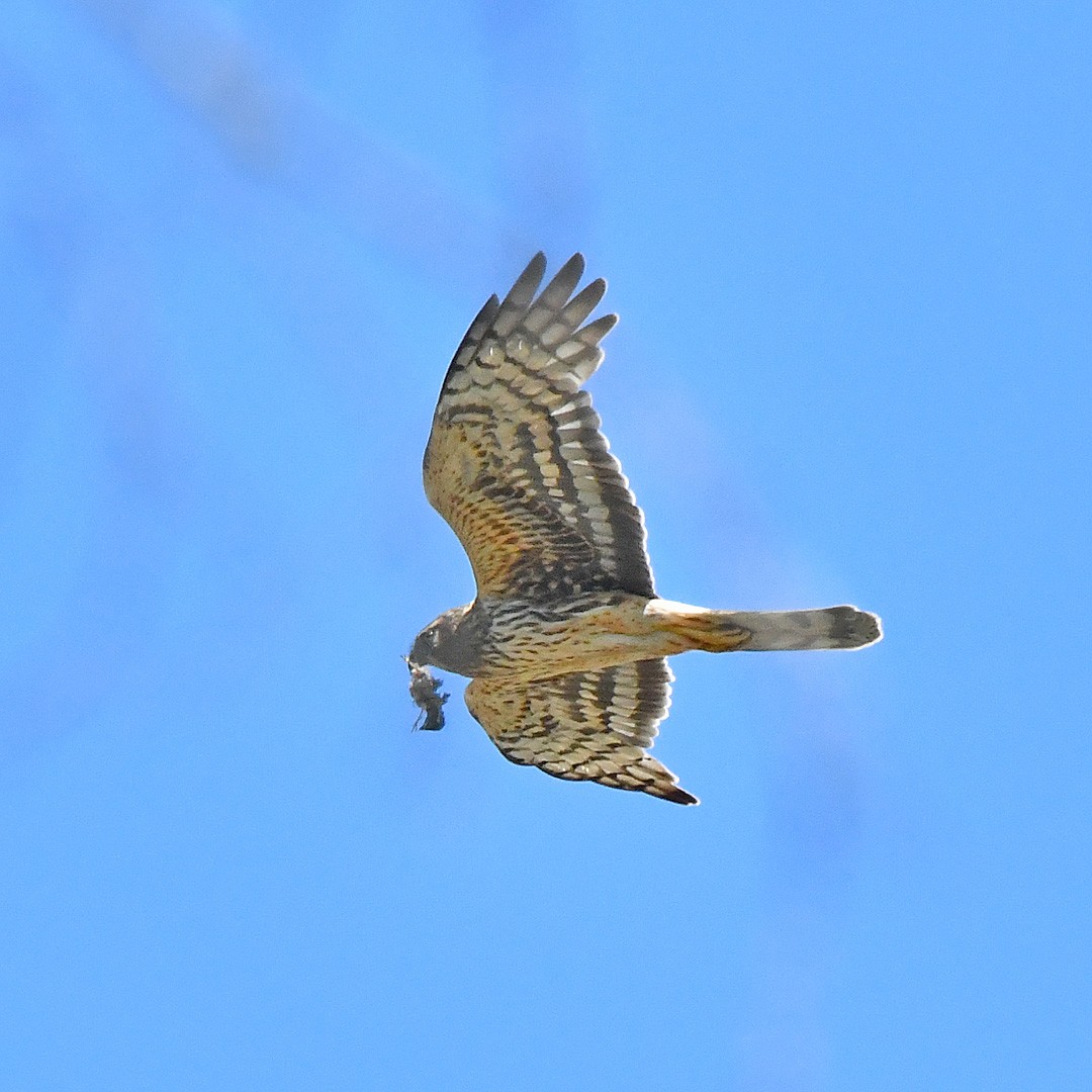 Aguilucho de Hudson - ML639082788