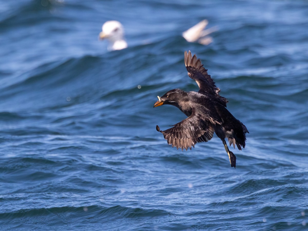 Rhinoceros Auklet - ML639082973