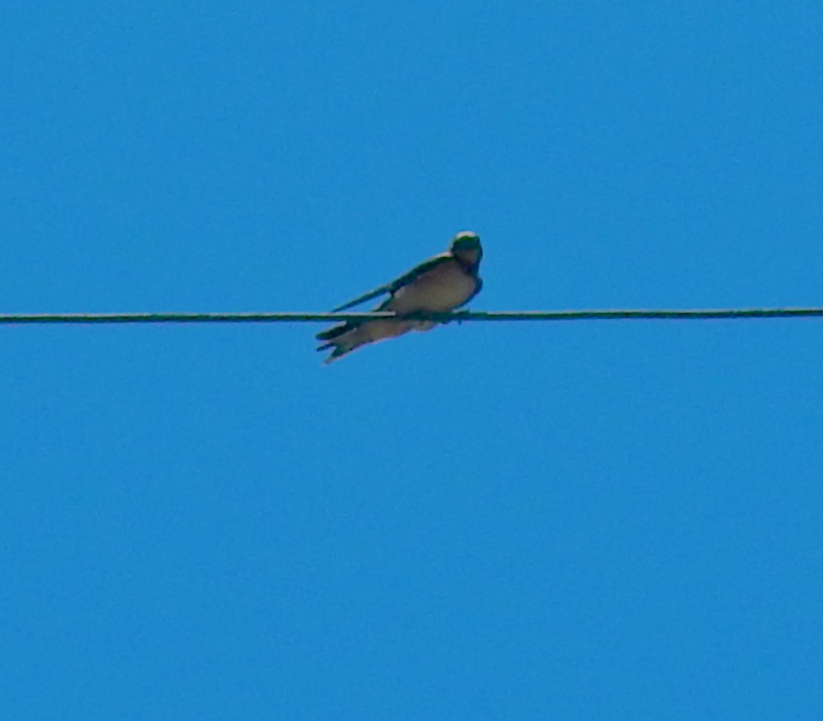 Barn Swallow (American) - ML639082977