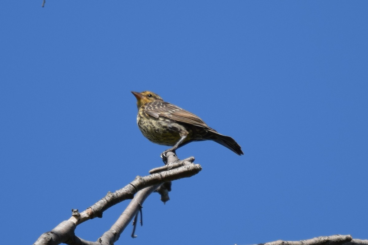 Red-winged Blackbird - ML639082980