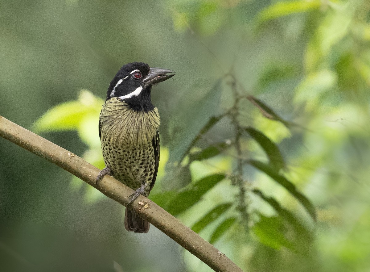 Hairy-breasted Barbet - ML639082982