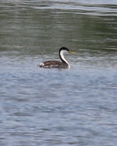 Western Grebe - ML639082983