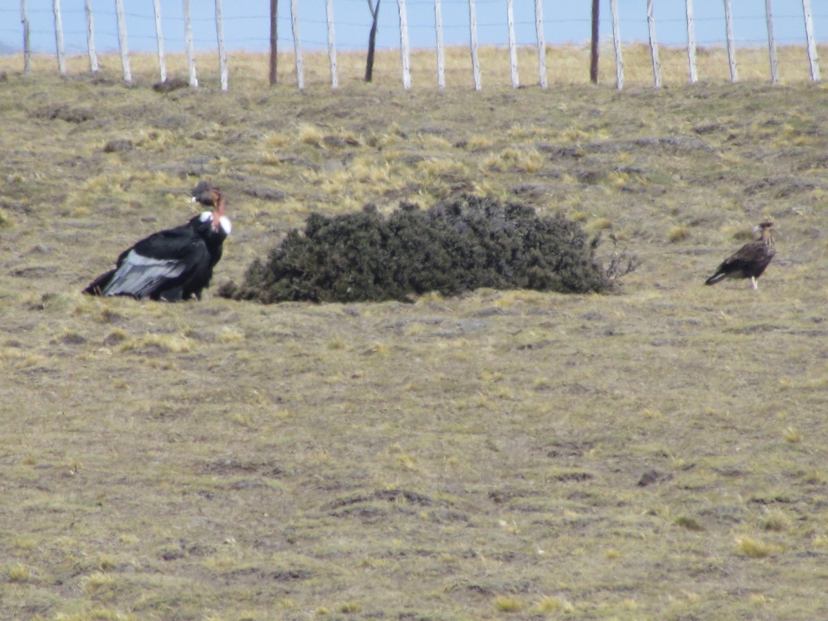 Andean Condor - ML639082984