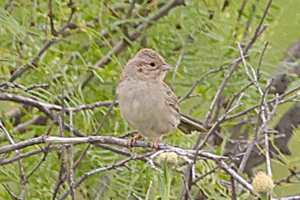 Cassin's Sparrow - ML639082986