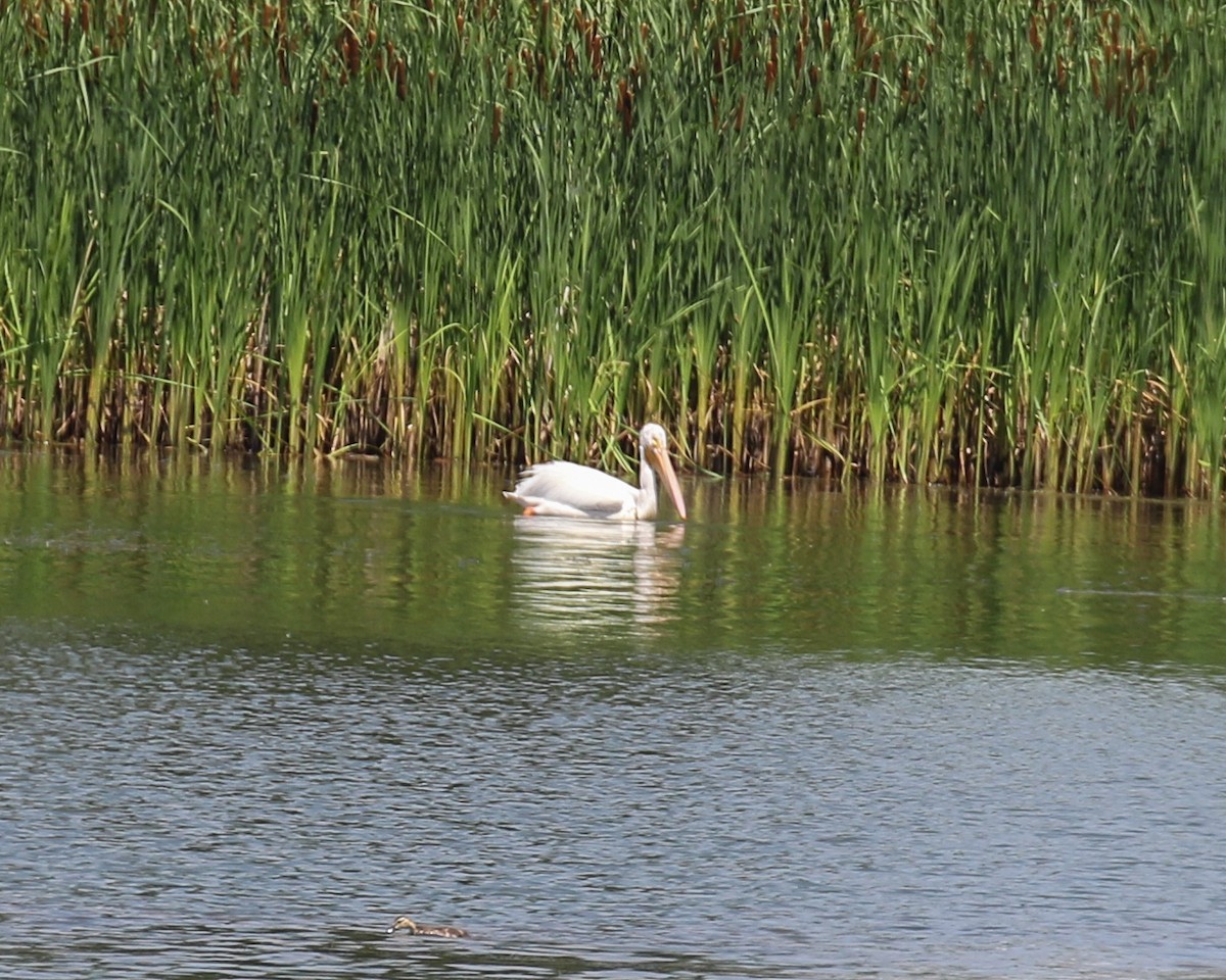 American White Pelican - ML639082988