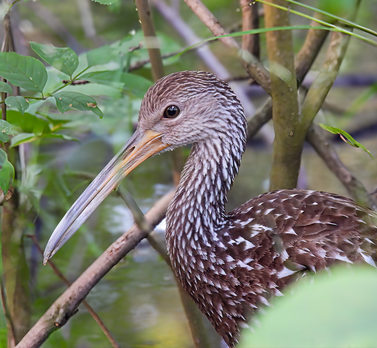 Limpkin - ML639082989
