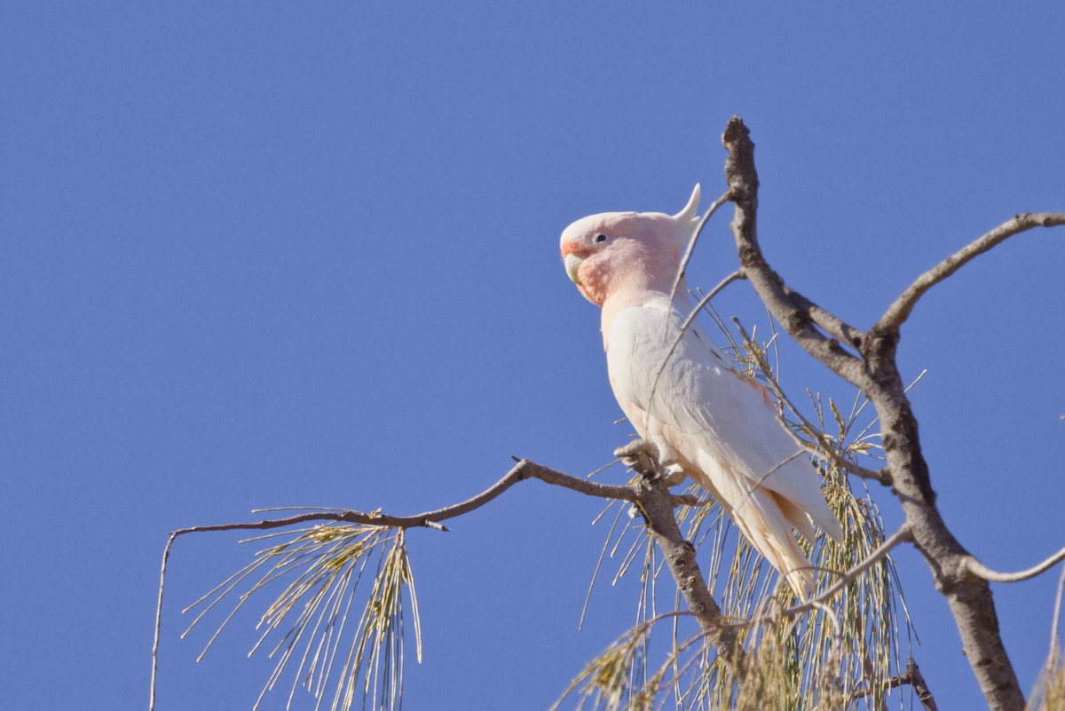 Pink Cockatoo - ML639082990