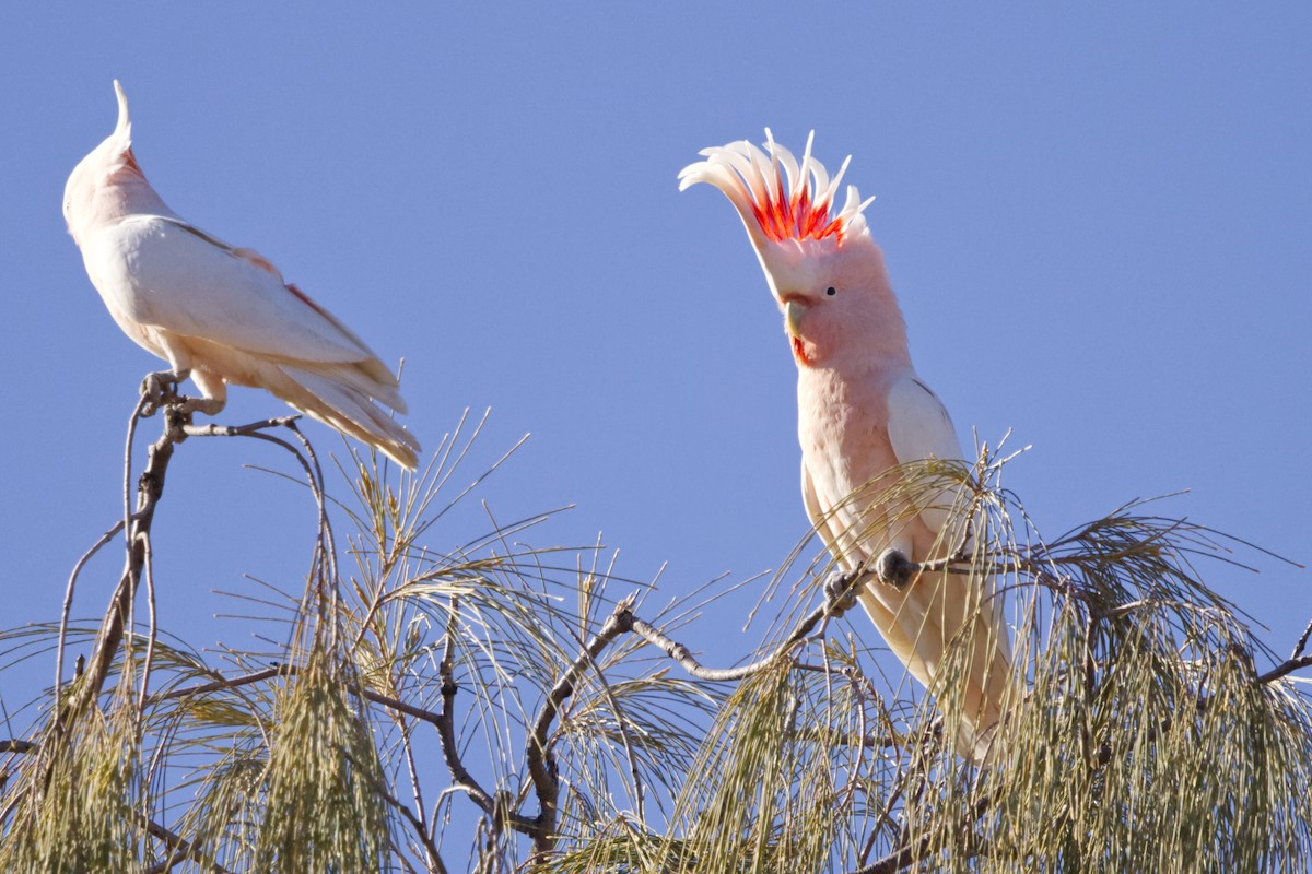 Pink Cockatoo - ML639082991