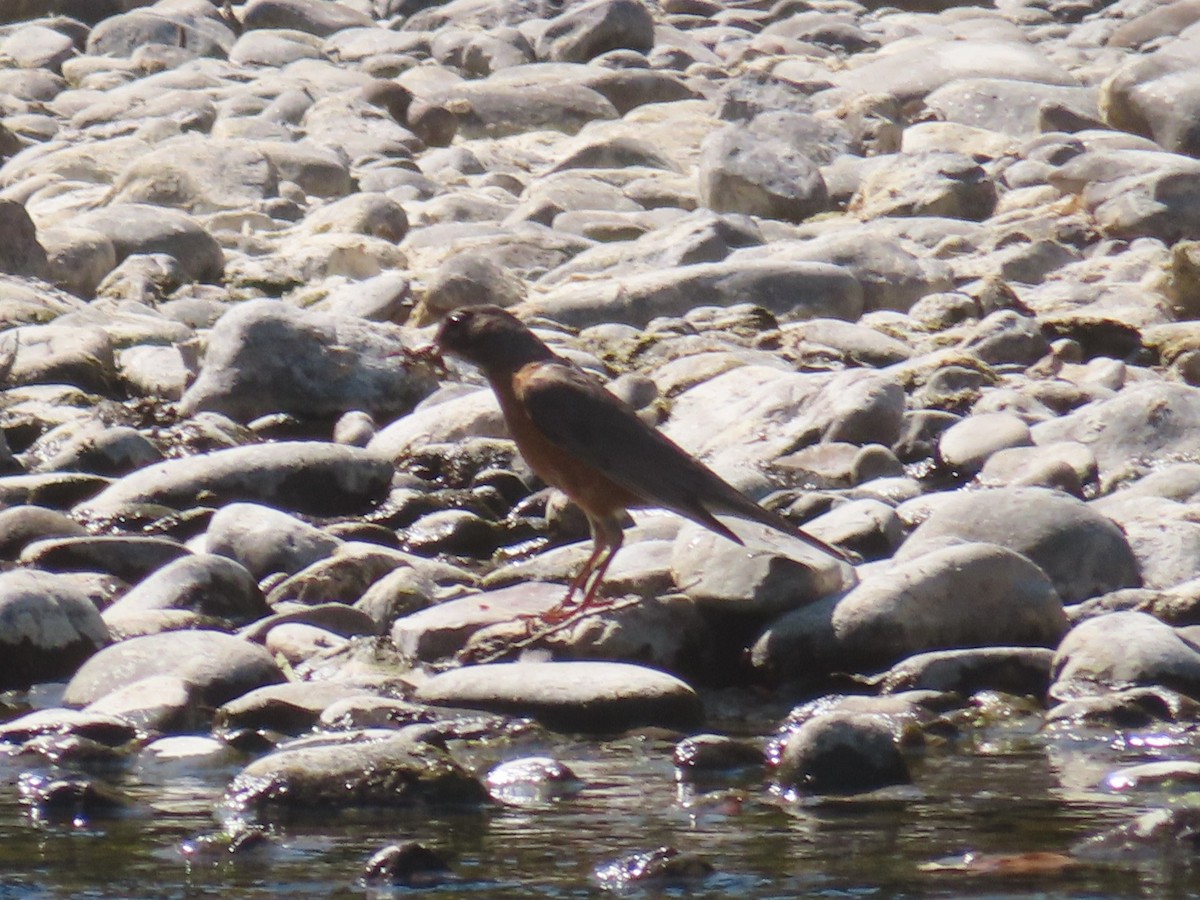 American Robin - ML639082993