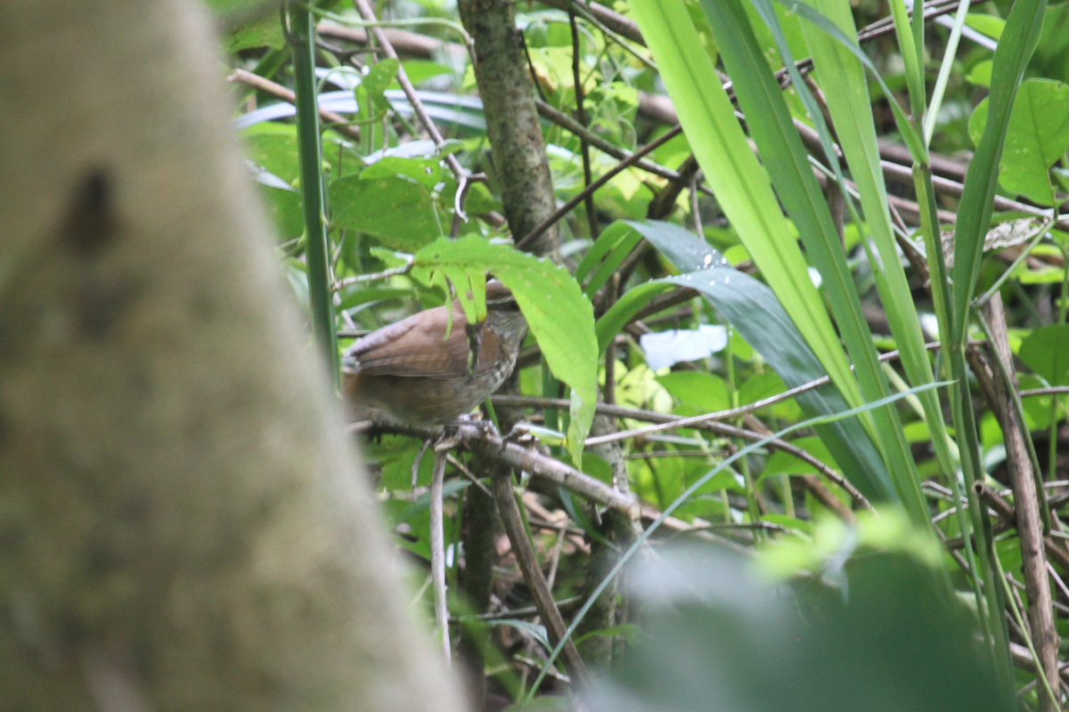 Banded Wren - ML639082994