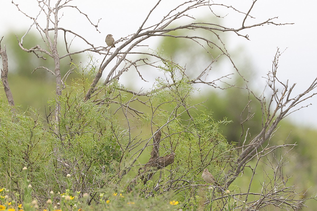 Cassin's Sparrow - ML639082995