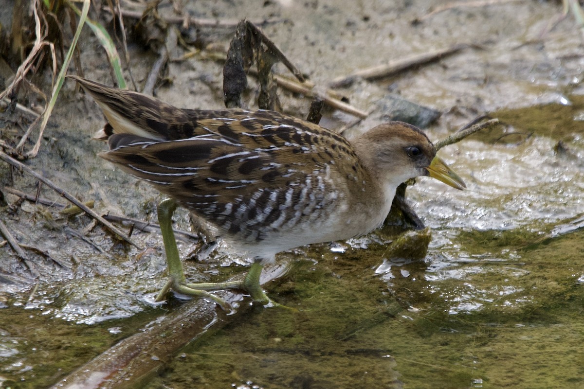 Sora - ML639082996