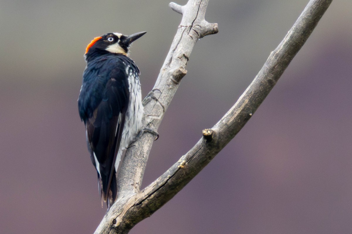Acorn Woodpecker - ML639082997
