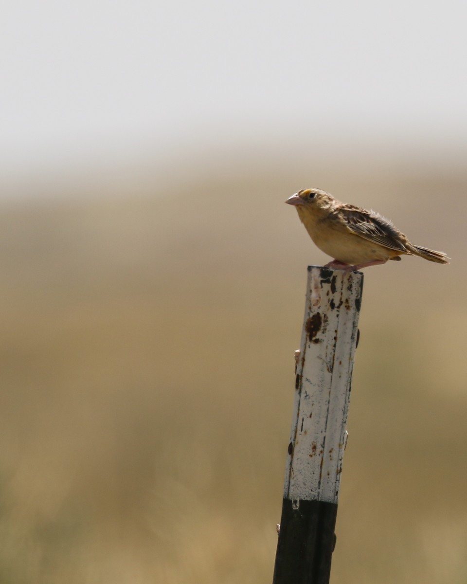 Grasshopper Sparrow - ML639082998
