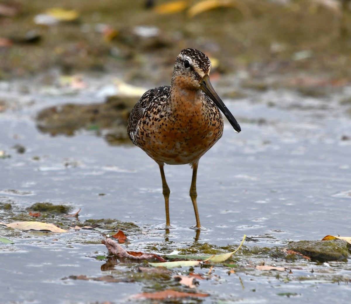 Short-billed Dowitcher - ML639082999