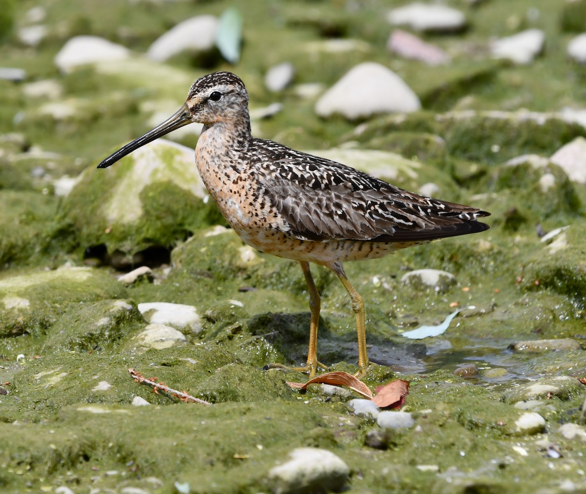 Short-billed Dowitcher - ML639083000
