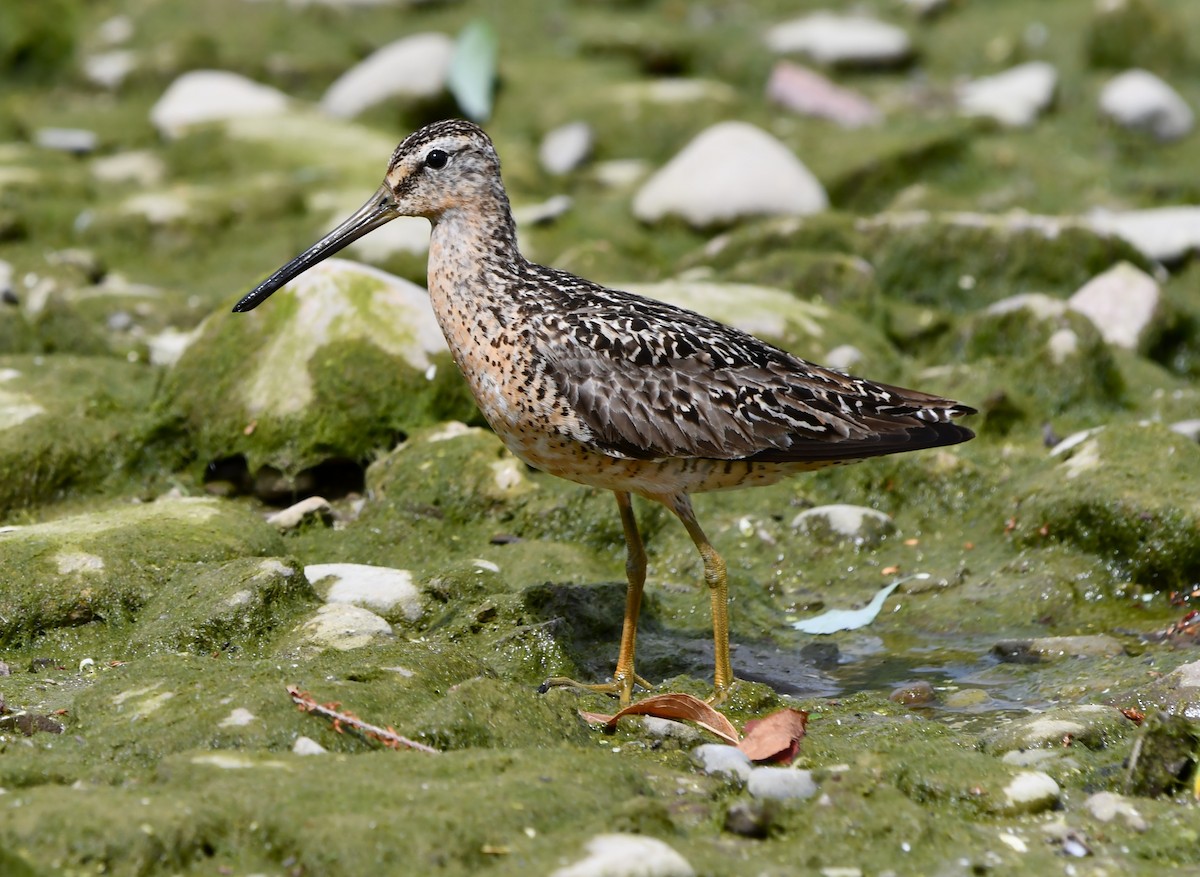 Short-billed Dowitcher - ML639083001