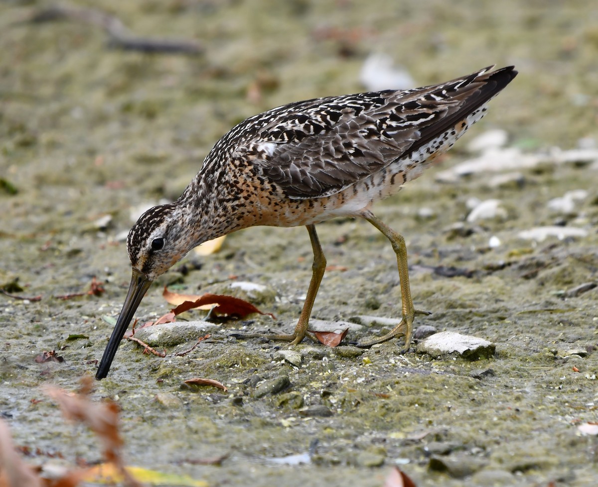 Short-billed Dowitcher - ML639083002