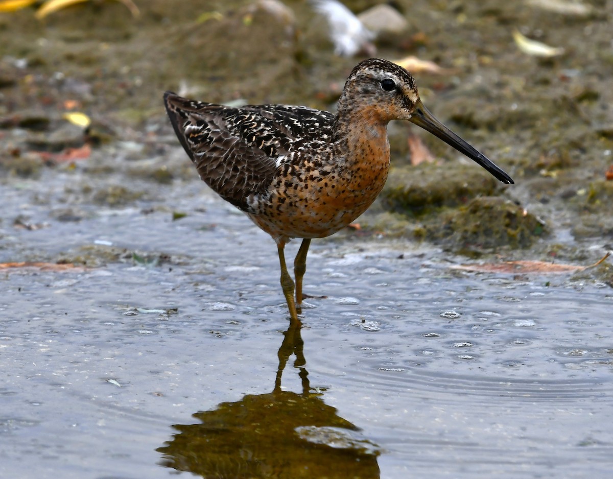 Short-billed Dowitcher - ML639083003