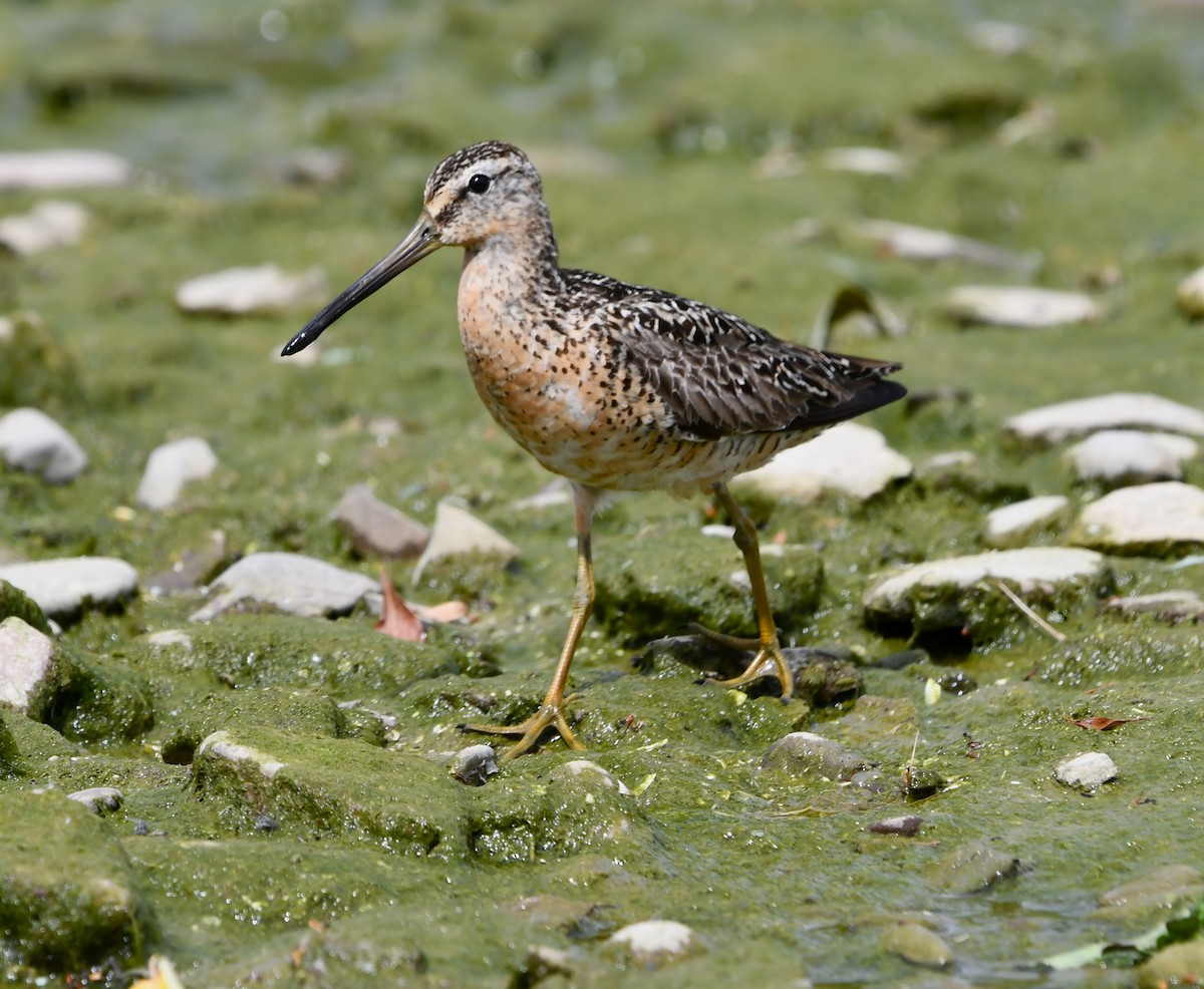 Short-billed Dowitcher - ML639083004