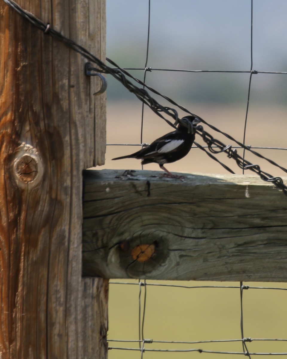 Lark Bunting - ML639083007