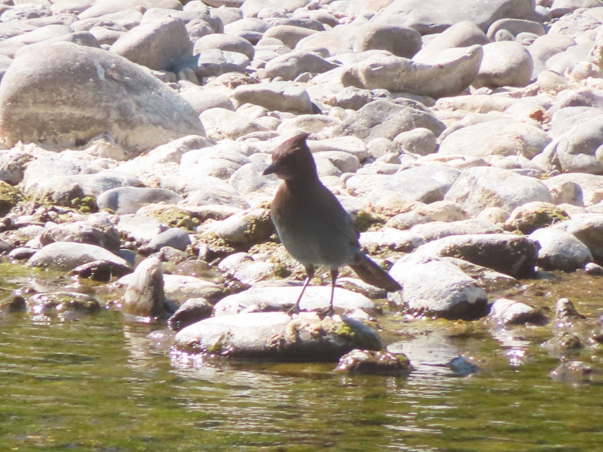 Steller's Jay - ML639083013