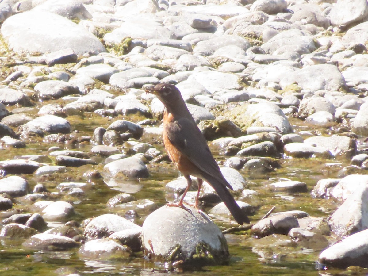 American Robin - ML639083032