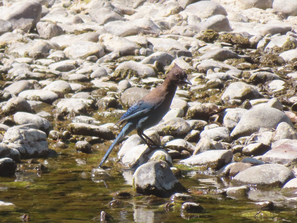 Steller's Jay - ML639083053