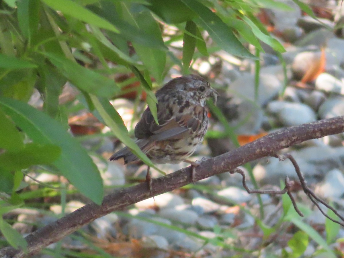 Song Sparrow - ML639083116