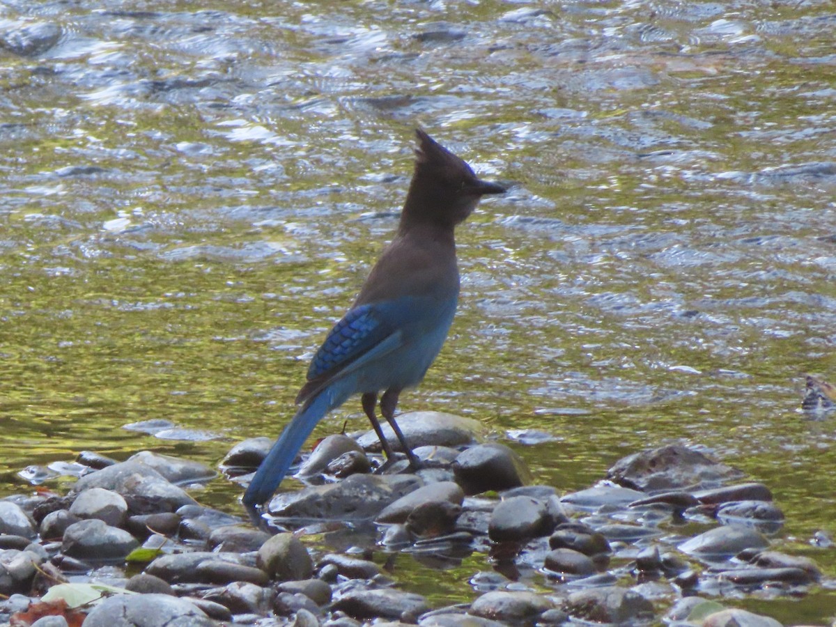 Steller's Jay - ML639083129