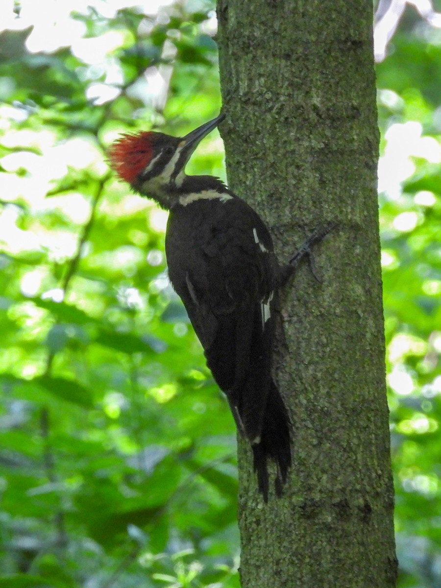 Pileated Woodpecker - ML639083133