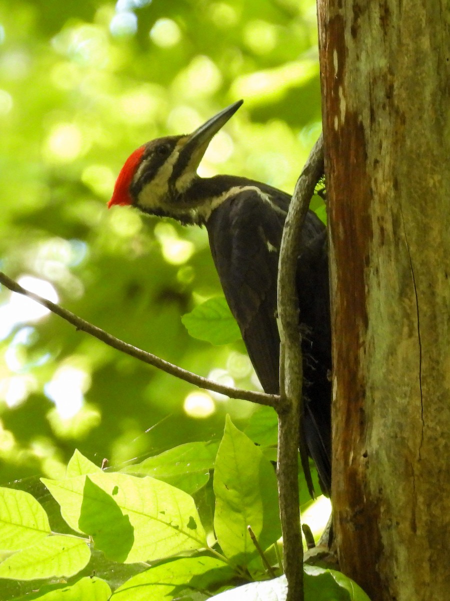 Pileated Woodpecker - ML639083134