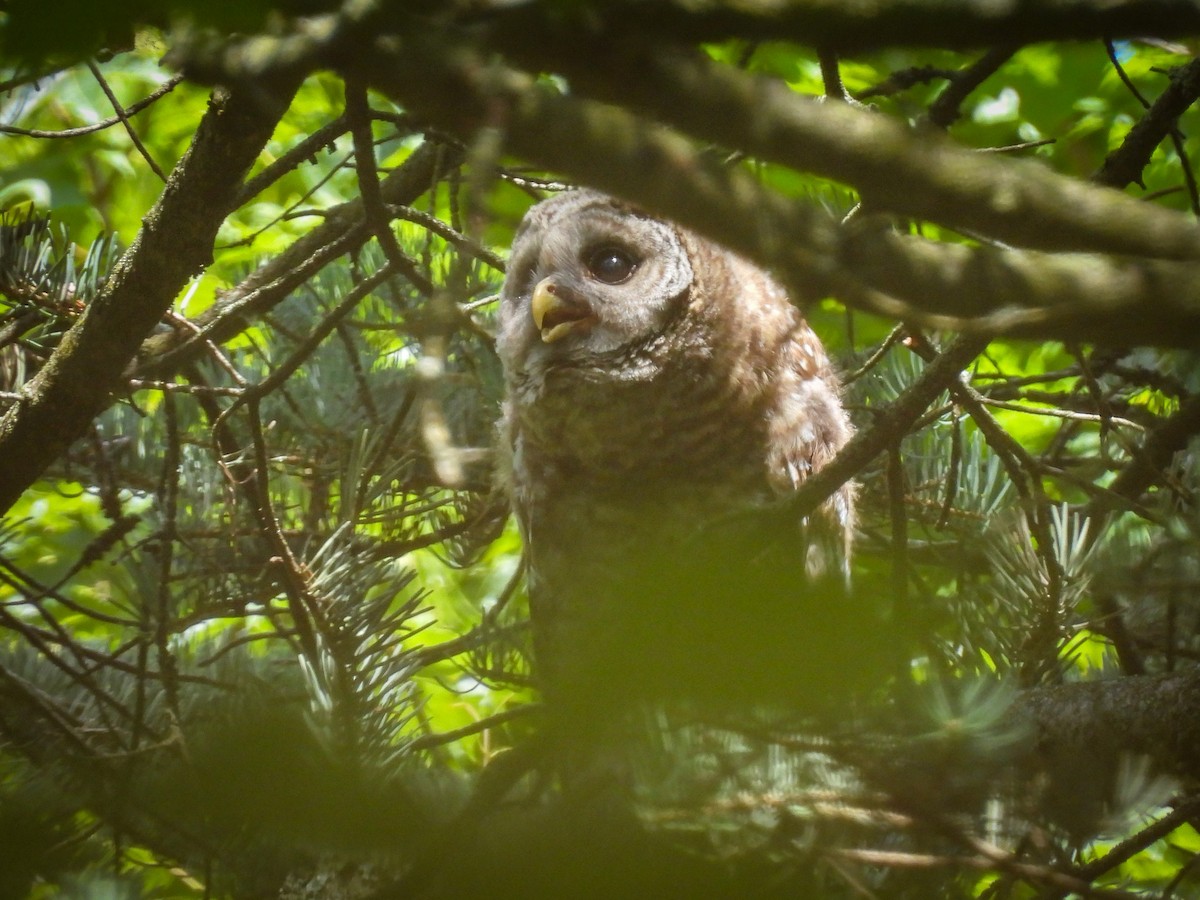 Barred Owl - ML639083146