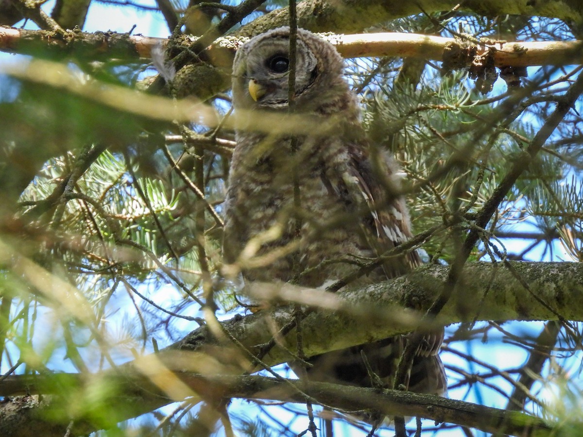 Barred Owl - ML639083150