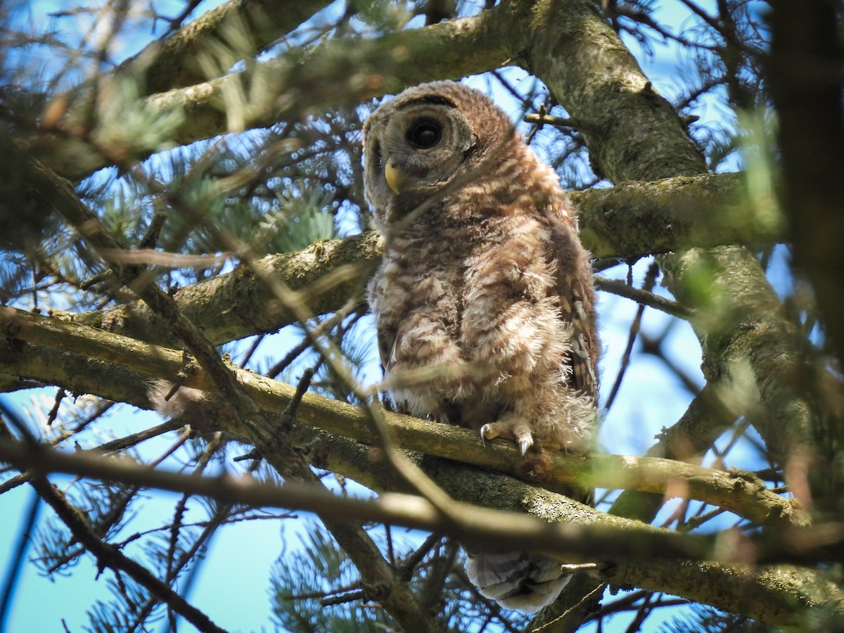 Barred Owl - ML639083163