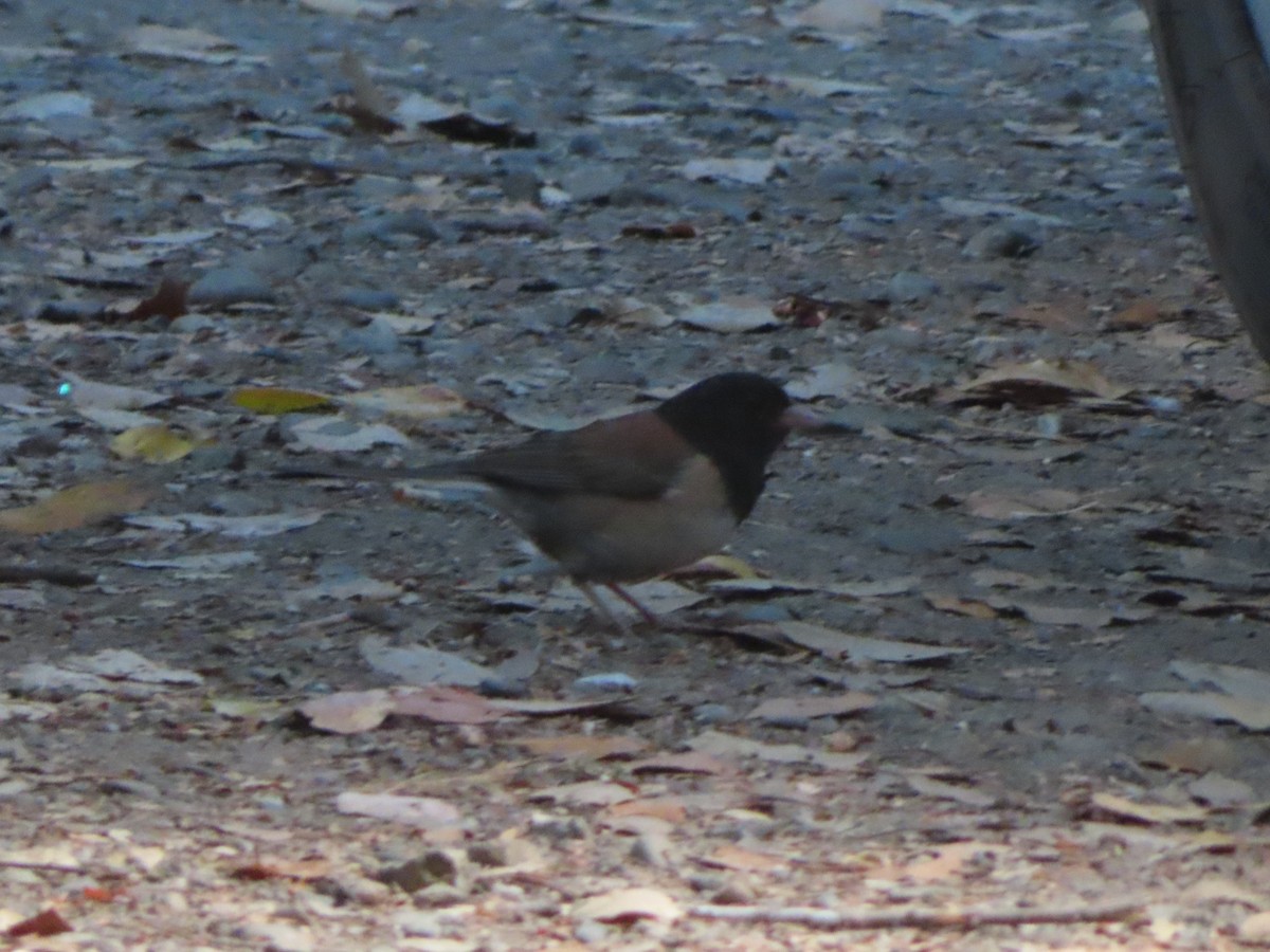 Dark-eyed Junco (Oregon) - ML639083166