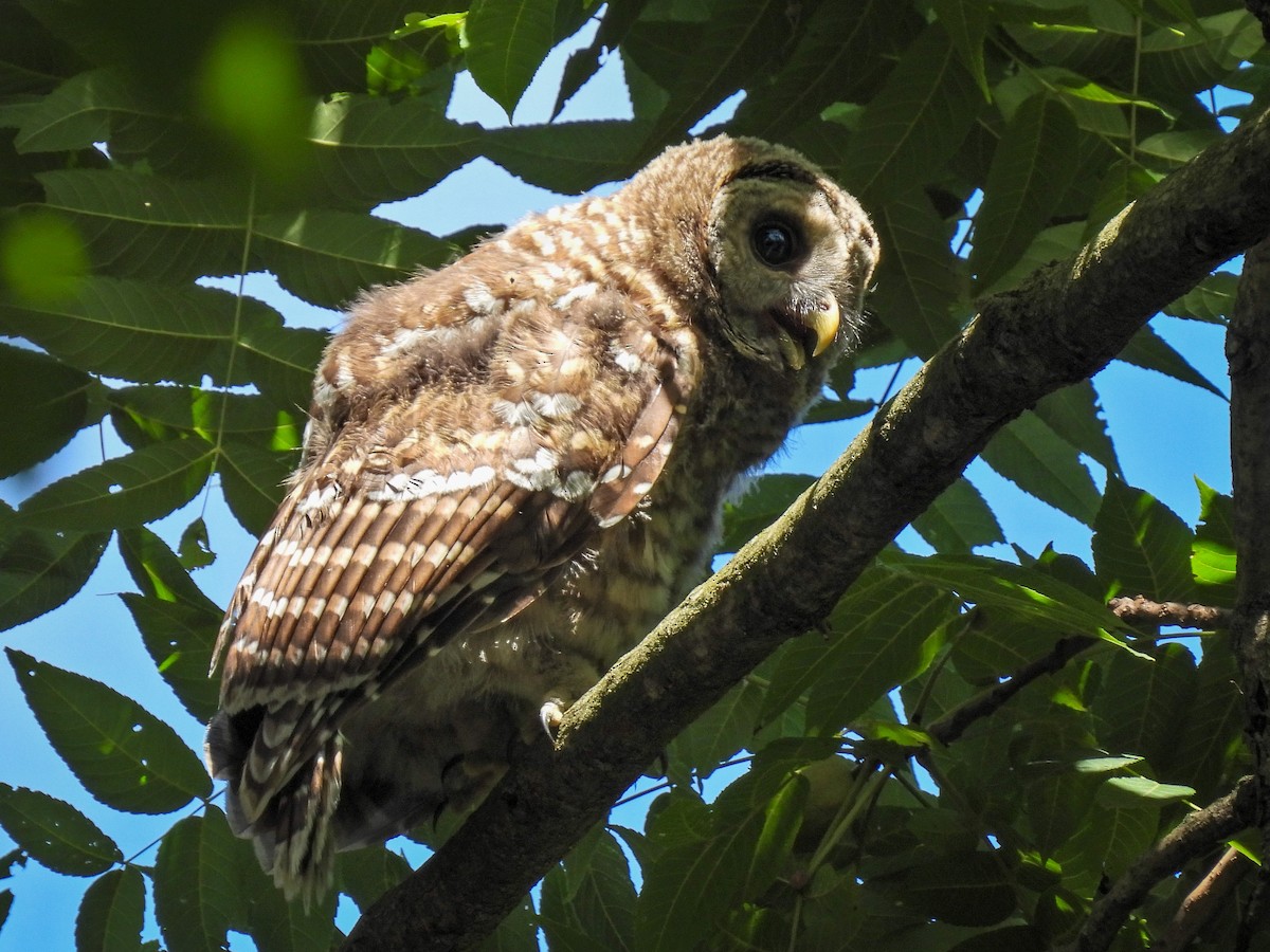 Barred Owl - ML639083170