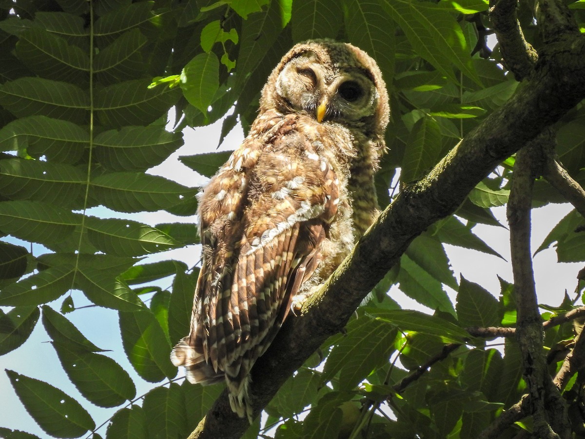 Barred Owl - ML639083171