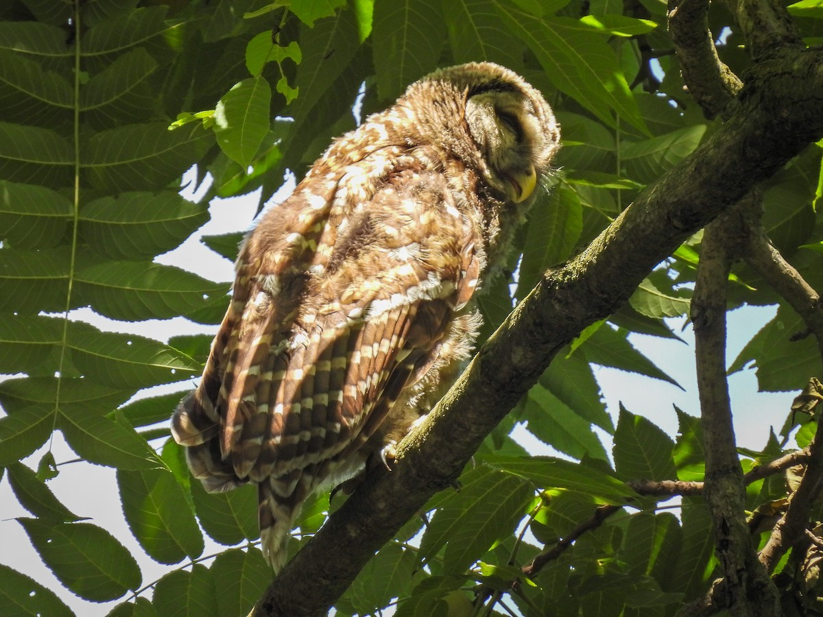Barred Owl - ML639083176