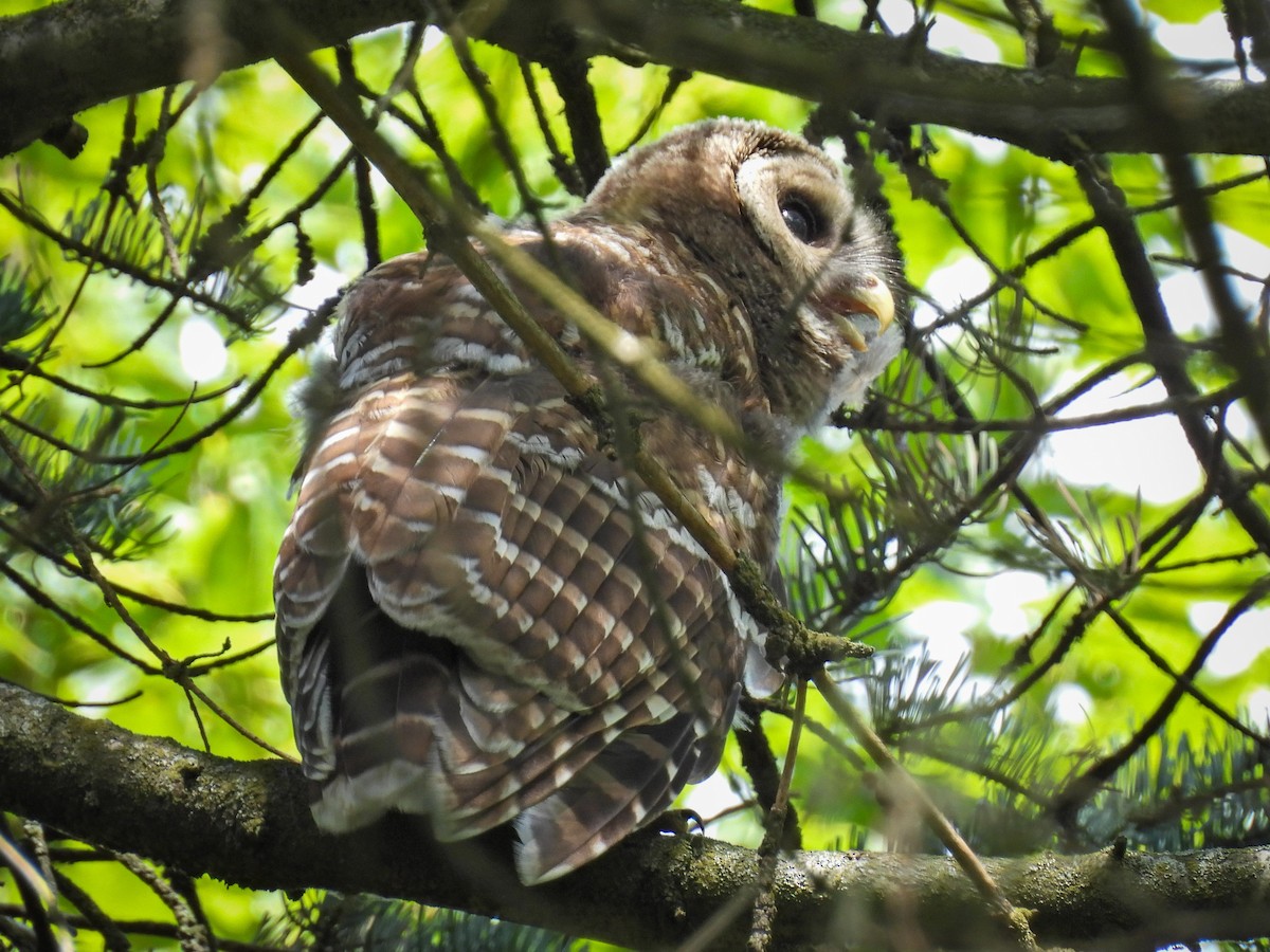 Barred Owl - ML639083178