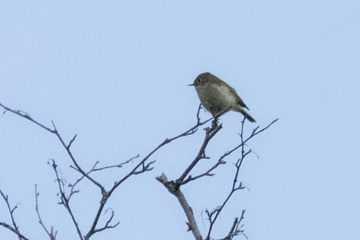 Ruby-crowned Kinglet - ML639083180