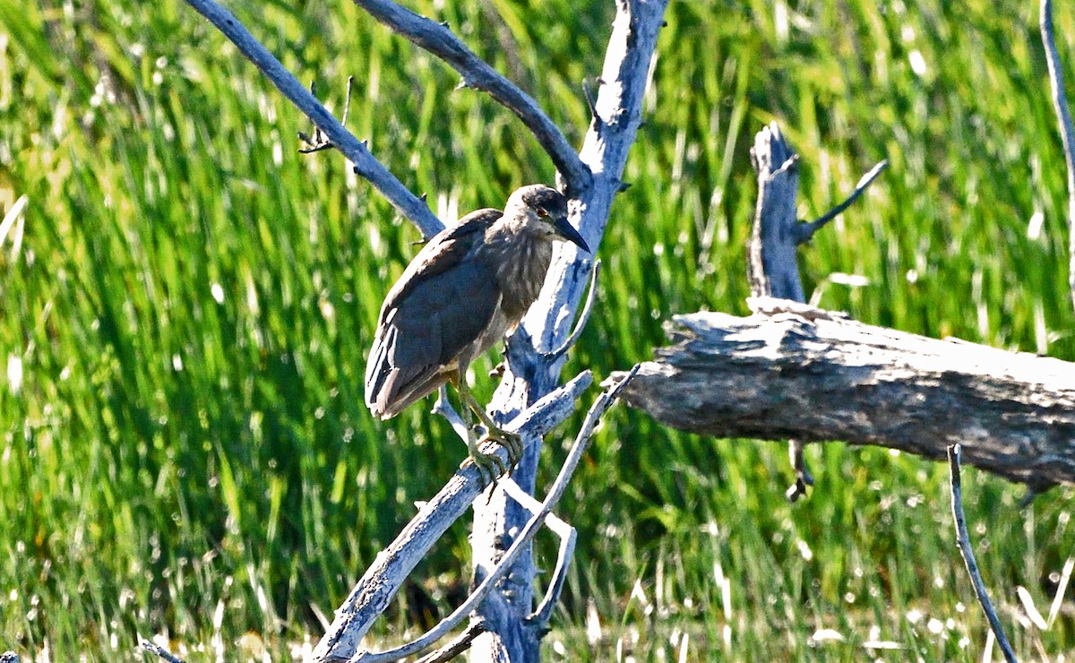 Black-crowned Night Heron - ML639083214