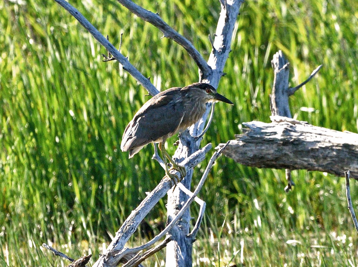 Black-crowned Night Heron - ML639083215