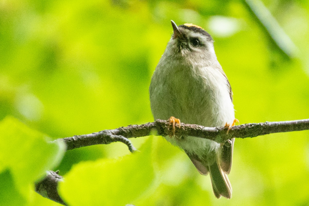 Golden-crowned Kinglet - ML639083216