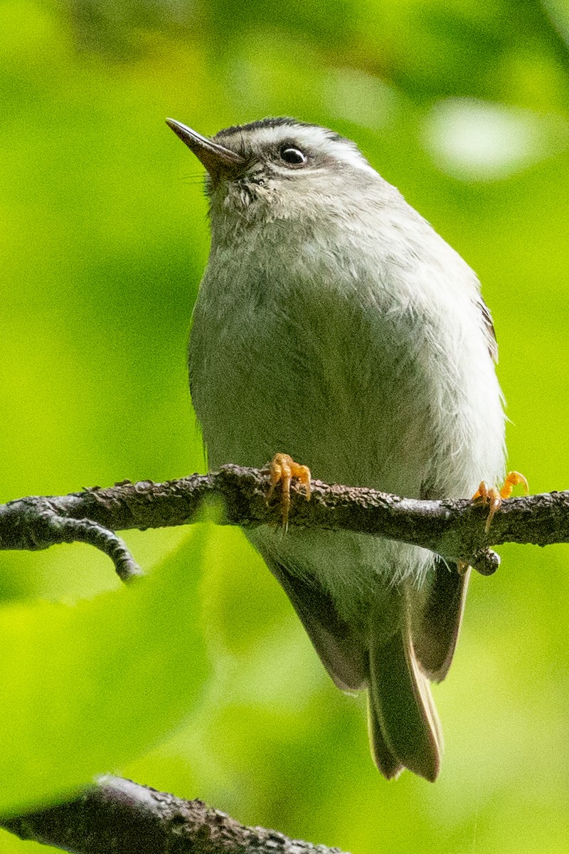 Golden-crowned Kinglet - ML639083217